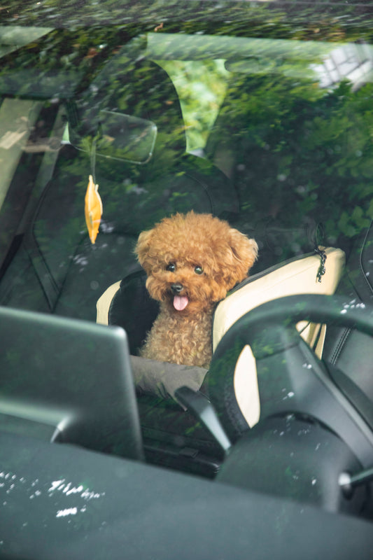 Car-mounted Pet Carrier